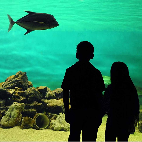 The Sea Center Texas marine hatcheries produce juvenile red drum, spotted seatrout and southern flounder for stock enhancement. Stock enhancement is the release of hatchery-reared juvenile organisms into the wild to supplement the existing population.