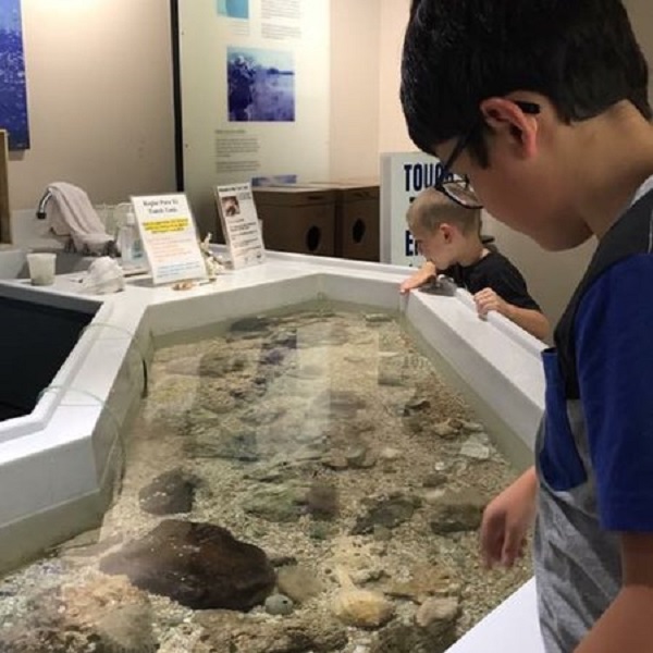 A 20-foot touch pool allows visitors to gently touch marine animals such as blue crabs, hermit crabs, stone crabs, snails and even anemones. One prominent animal on exhibit is the state shell of Texas, the Lightning Whelk.
