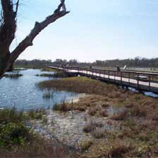 West of the wetland exhibit is an 8-acre saltwater reservoir. This pond stores water for use in the aquarium exhibits, the fish hatchery tanks and culture ponds.