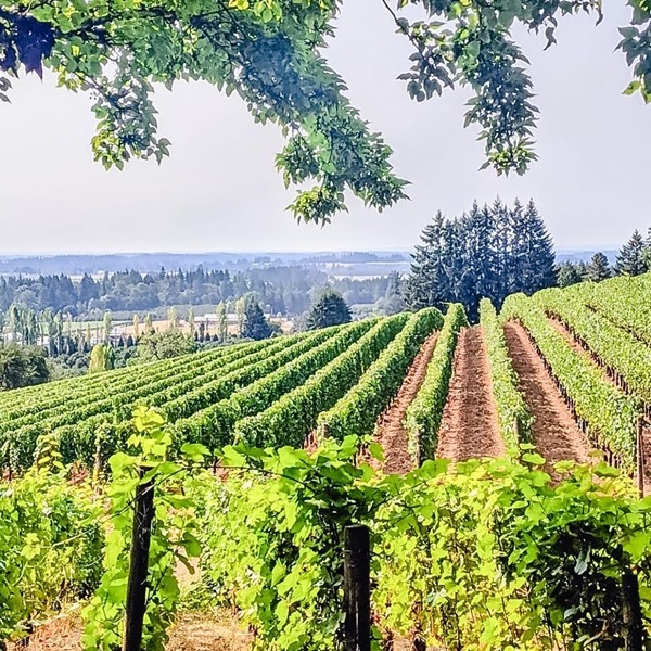 Dundee is home to numerous vineyards and wineries, offering wine tastings, tours, and scenic views of the rolling hills. 