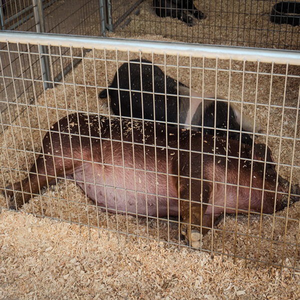  Visitors can see a wide variety of livestock, including cattle, sheep, pigs, and poultry, and learn about different breeds and farming techniques. 