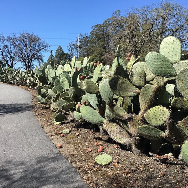 Wildlife and native plants can often be seen around the property, reflecting the natural landscape that existed when ranching operations dominated the region. 