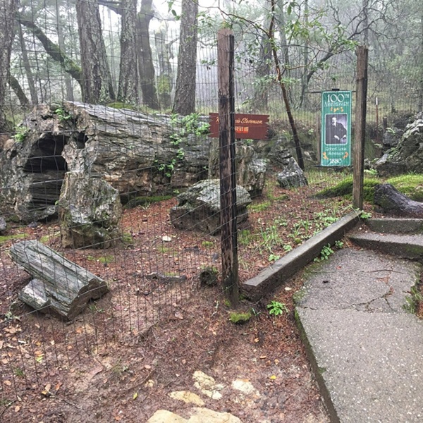 Visitors can walk along interpretive trails through the forest to see massive petrified logs—some measuring over six feet in diameter and more than 60 feet long. 