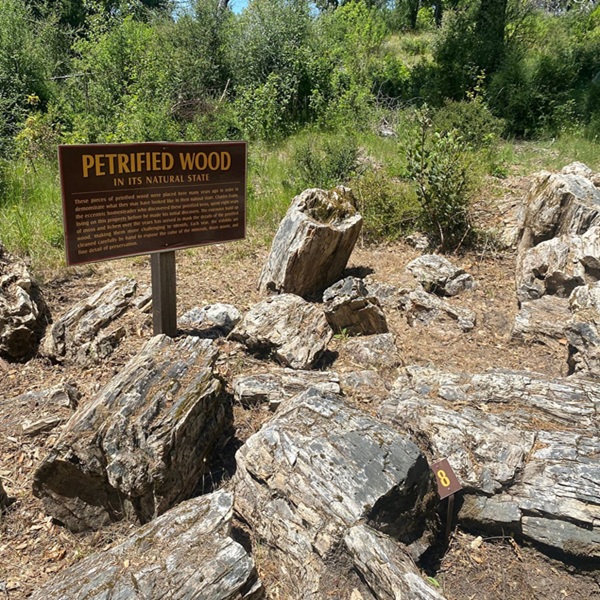 The petrified trees formed about 3.4 million years ago when a volcanic eruption from nearby Mount St. Helena buried a forest under layers of volcanic ash. 