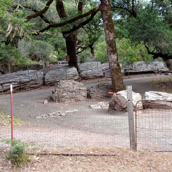 Many of the petrified trunks still lie in the same position where they fell during the volcanic eruption, providing scientists with clues about how the prehistoric forest was destroyed. 