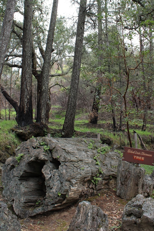 Petrified Forest  - Display Image