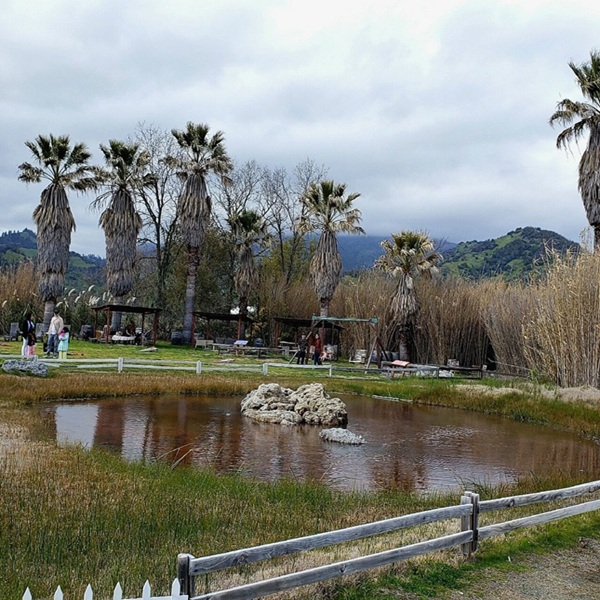 The surrounding area is part of a larger geothermal system in Napa Valley, which also feeds Calistoga’s famous natural hot springs and mineral spas. 