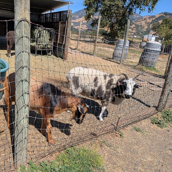 The facility is also home to a small animal area featuring Tennessee fainting goats, which have become a quirky and popular attraction for visitors.