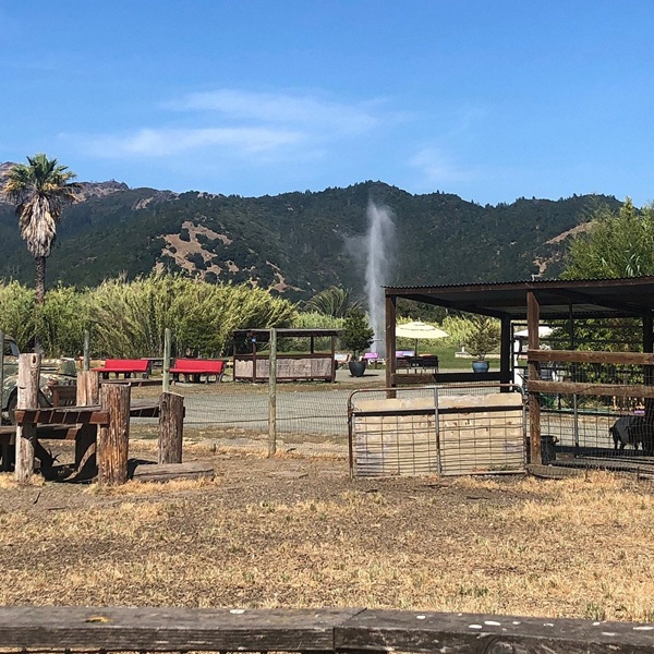 Old Faithful Geyser of California - Webpage Image