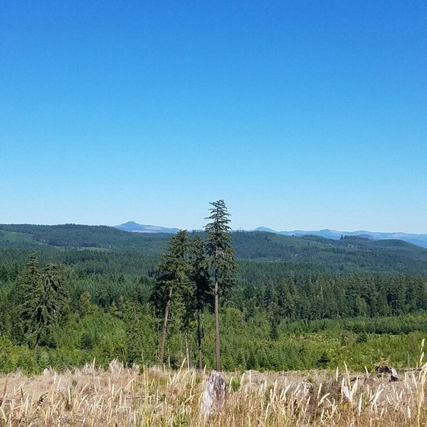 The surrounding hills and forests provide access to hiking trails, waterfalls, mountain biking routes, and scenic drives throughout the Coast Fork Willamette River watershed. 
