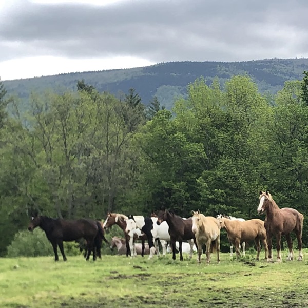 The ranch has well-trained horses to match all riding abilities, ensuring a safe and enjoyable experience for everyone. 