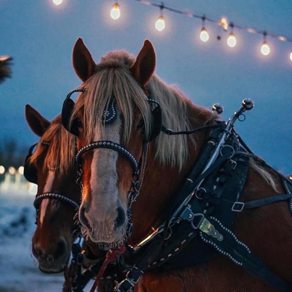 In addition to trail rides, Rocking W Stables offers a range of family-friendly activities. 