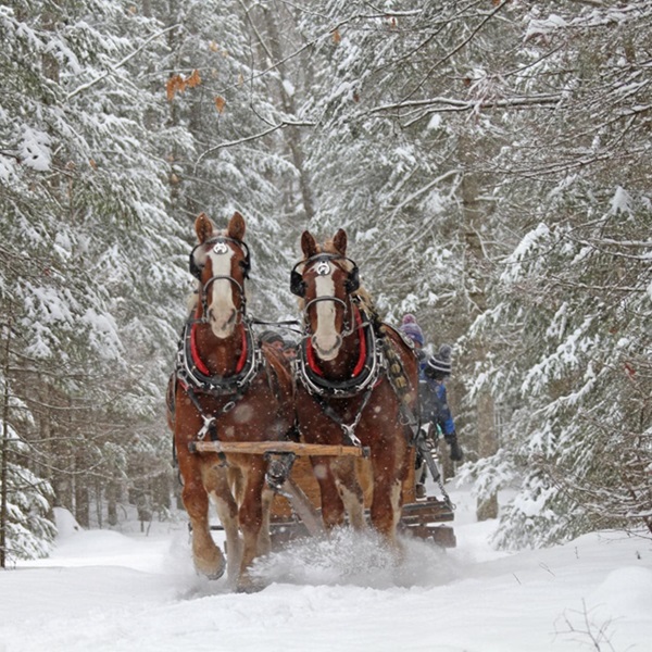 Rocking W Stables  - Webpage Image