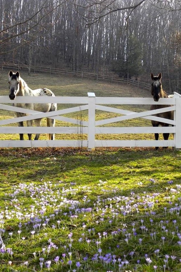 Shalimar Farm  - Display Image