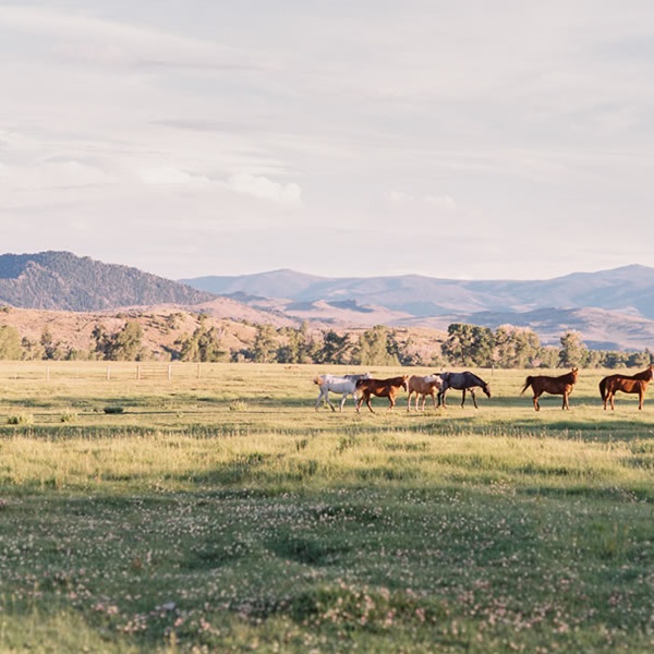 Saratoga is a gateway to outdoor activities in the surrounding Medicine Bow National Forest and the Snowy Range. Visitors can enjoy hiking, fishing, hunting, camping, and wildlife viewing in the nearby wilderness areas. 