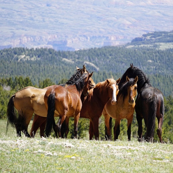 The Pryor Mountains, near Lovell, are home to a unique herd of wild horses, believed to be descendants of horses brought to the Americas by Spanish explorers. 