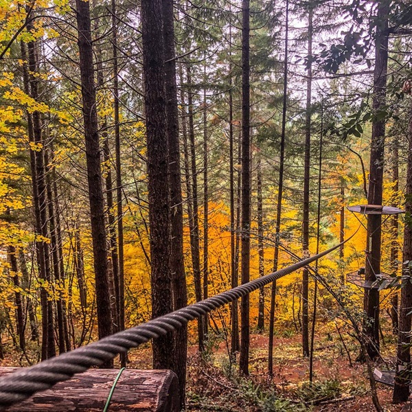 The ziplines offer stunning views of the dense Oregon forest canopy, allowing guests to feel fully immersed in nature as they zip from tree to tree. 