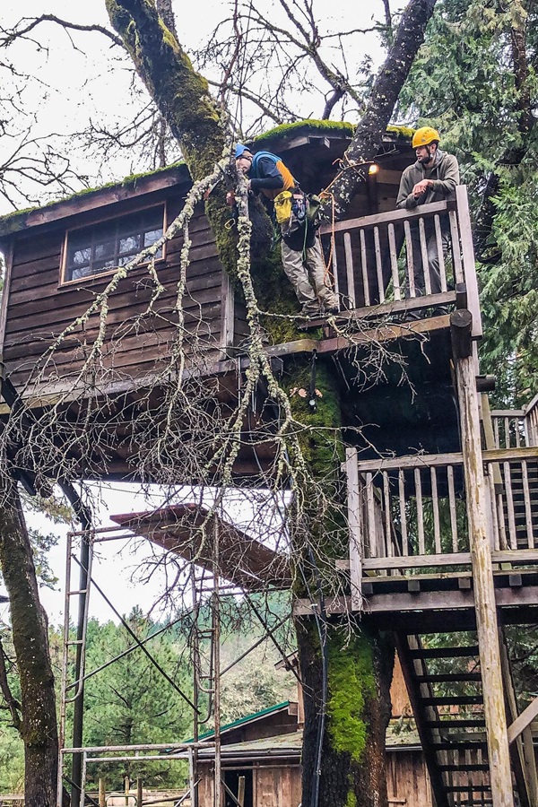 Out 'n' About Treesort (Treehouse Ziplines) - Display Image