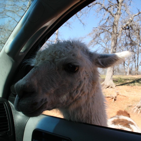 Davis is home to the Arbuckle Wilderness, a drive-through safari park where visitors can see a variety of wildlife. 