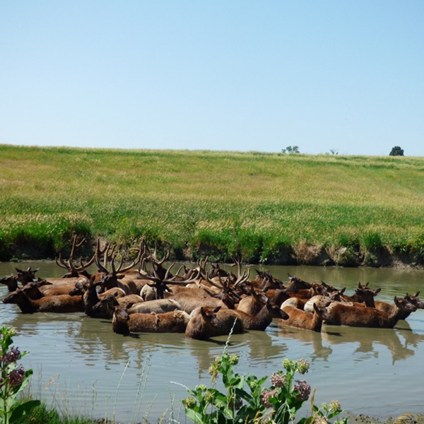 Nature enthusiasts can explore the Salt Creek area near Ashland, which is a great spot for birdwatching and wildlife viewing in a peaceful natural setting. 