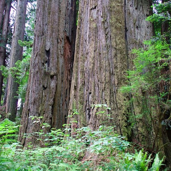 Redwood National and State Park is recognized as a UNESCO World Heritage Site and an International Biosphere Reserve, underscoring its global ecological importance. 