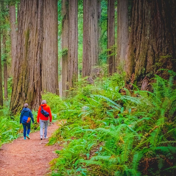 The park is famous for its coast redwoods (Sequoia sempervirens), the tallest trees on the planet, some reaching over 350 feet high, and offering awe-inspiring views for visitors. 