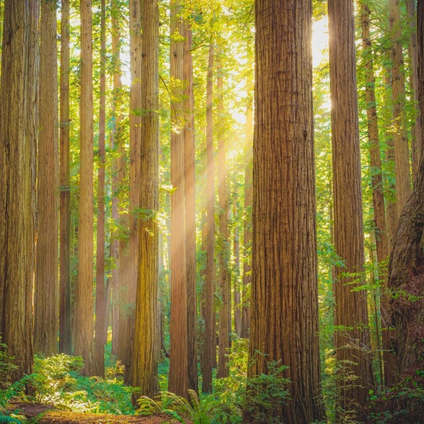 The park protects vast swaths of old-growth redwood forests, providing visitors the chance to walk among trees that are thousands of years old, some dating back over 2,000 years. 