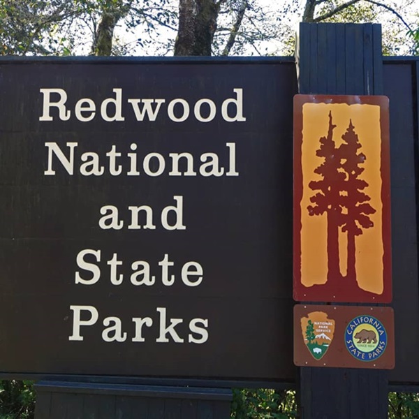 Redwood National and State Parks is a unique collaboration between the National Park Service and California State Parks, each offering distinct ecosystems and scenic beauty. 