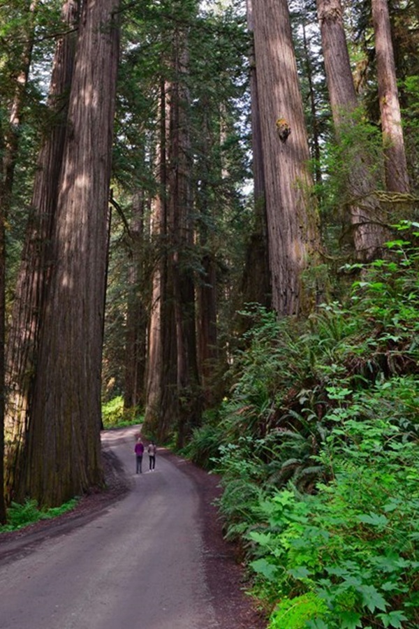 Redwood National and State Parks   - Display Image