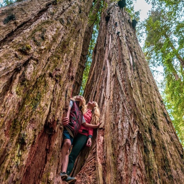 Redwood National and State Parks   - Webpage Image