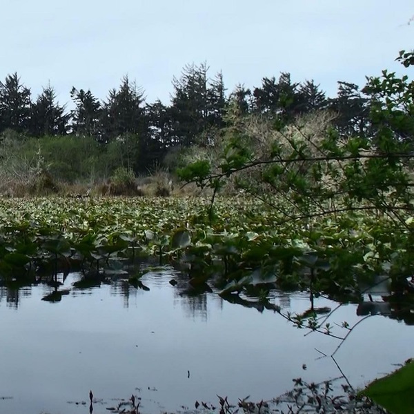 Yontocket was a thriving village and the heart of the Tolowa community where the people practiced sustainable fishing and hunting, living in harmony with the surrounding land and rivers. 