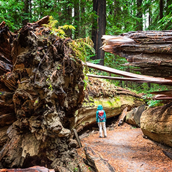 Filming brought attention to the scenic beauty of Crescent City and its surrounding forests, boosting local tourism as fans sought to visit the iconic locations. 
