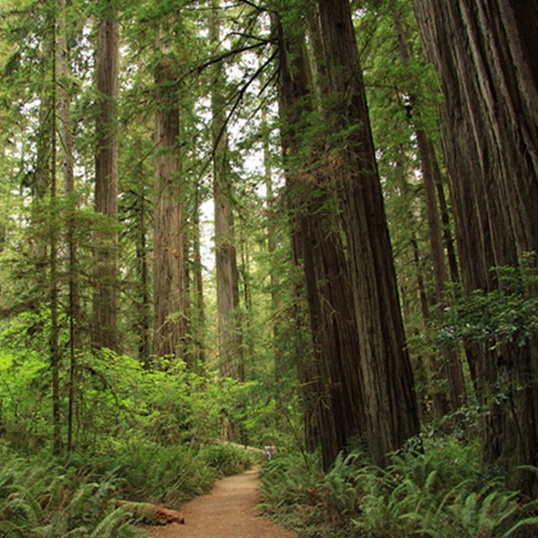 Visitors can walk the Mill Creek Trail, used to film the famous speeder bike chase scene through the redwood forests and its towering trees. 