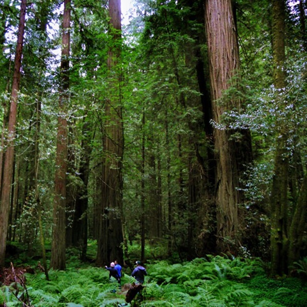 While many of the specific filming spots are not marked, visitors to the redwoods near Crescent City can still walk through the same forests that stood in for Endor. 
