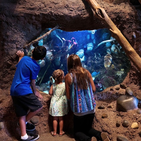 The park is home to over 64 different species of animals, many of which are native to Northern California.
