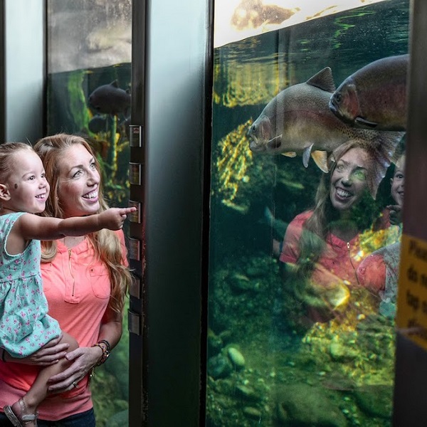 Visitors can learn about the importance of the Sacramento River to the local ecosystem in the River Lab.