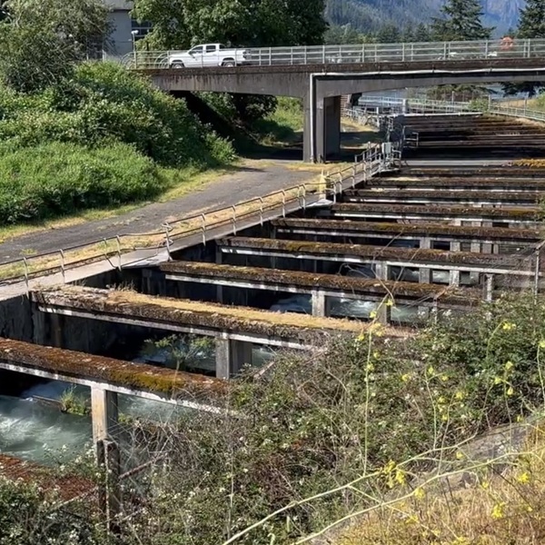 Original dam plans included the fish ladder, as engineers recognized that salmon migration had to be maintained as salmon were vital to the region's ecology, economy, and Native American cultures.