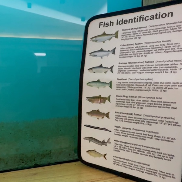 Visitors can watch migrating salmon through large underwater viewing windows during migration seasons. Fish viewing is especially popular during spring and fall salmon runs.