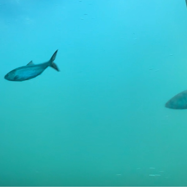 The ladder system has become one of the most extensively monitored fish passage facilities in the world, and fish counts are conducted daily during migration seasons.