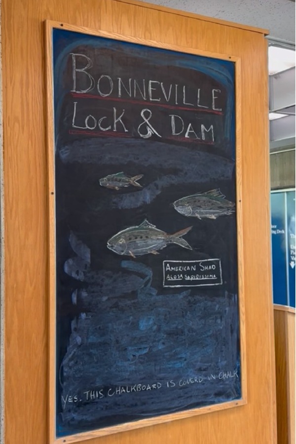 Bonneville Dam Fish Ladder - Display Image
