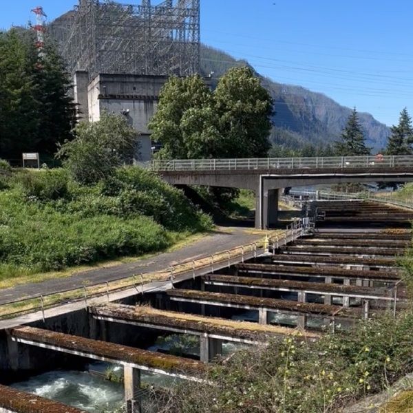 Bonneville Dam Fish Ladder - Webpage Image