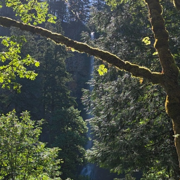 Fed by Multnomah Creek, Multnomah Falls has a total height of 620 feet (189 meters), with the upper falls dropping 542 feet (165 meters) of that distance into a pool just below Benson Bridge.
