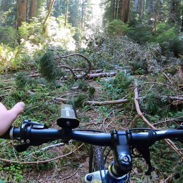 It is one of the few sections of the California Coastal Trail where bicycles are permitted because it follows a former roadway rather than a traditional hiking trail, but the forest is quickly reclaiming the land.