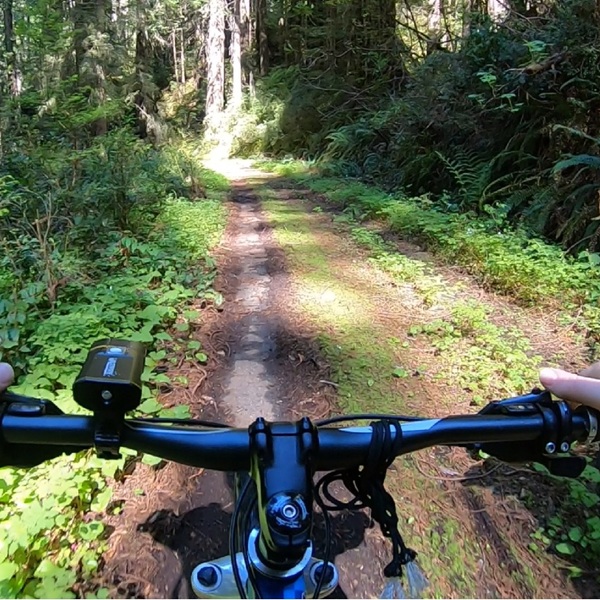 The route originally served as part of U.S. Highway 101 from approximately 1920 until 1934, and in several locations, remnants of the original pavement and faded centerline can still be seen beneath moss, soil, and vegetation.