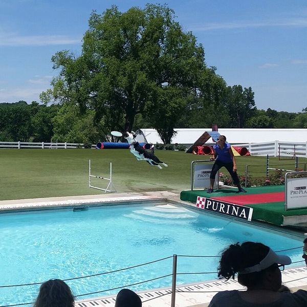 Families can visit Purina Farms, located nearby in Gray Summit, where they can enjoy dog shows, barnyard animals, and interactive farm exhibits. 