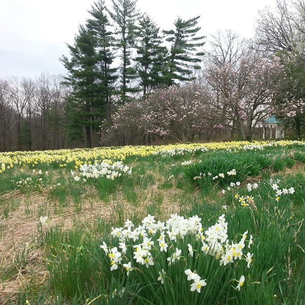 Shaw Nature Reserve is a 2,400-acre natural area managed by the Missouri Botanical Garden, offering one of the region’s most extensive preserved landscapes. 