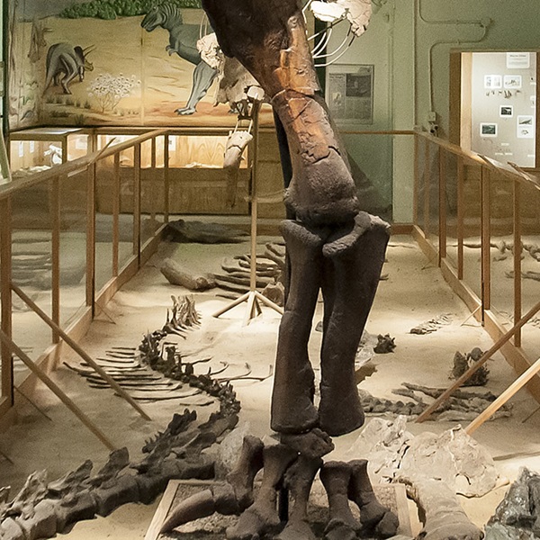 The Paleon Museum showcases fossils and prehistoric life discovered in Converse County and the surrounding region. 