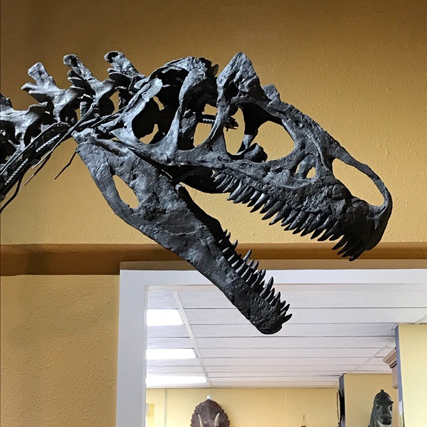 One of the museum’s most notable exhibits is a nearly complete Camarasaurus skeleton, discovered near Glenrock in 1995 and prepared on site. 