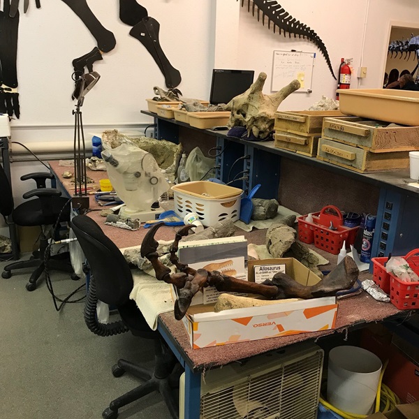 Visitors can observe a working fossil preparation lab, where paleontologists and volunteers clean and prepare real fossils for study and display. 