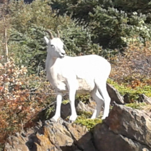 Dall sheep is just one type of wildlife that can be viewed along this Scenic Byway. 